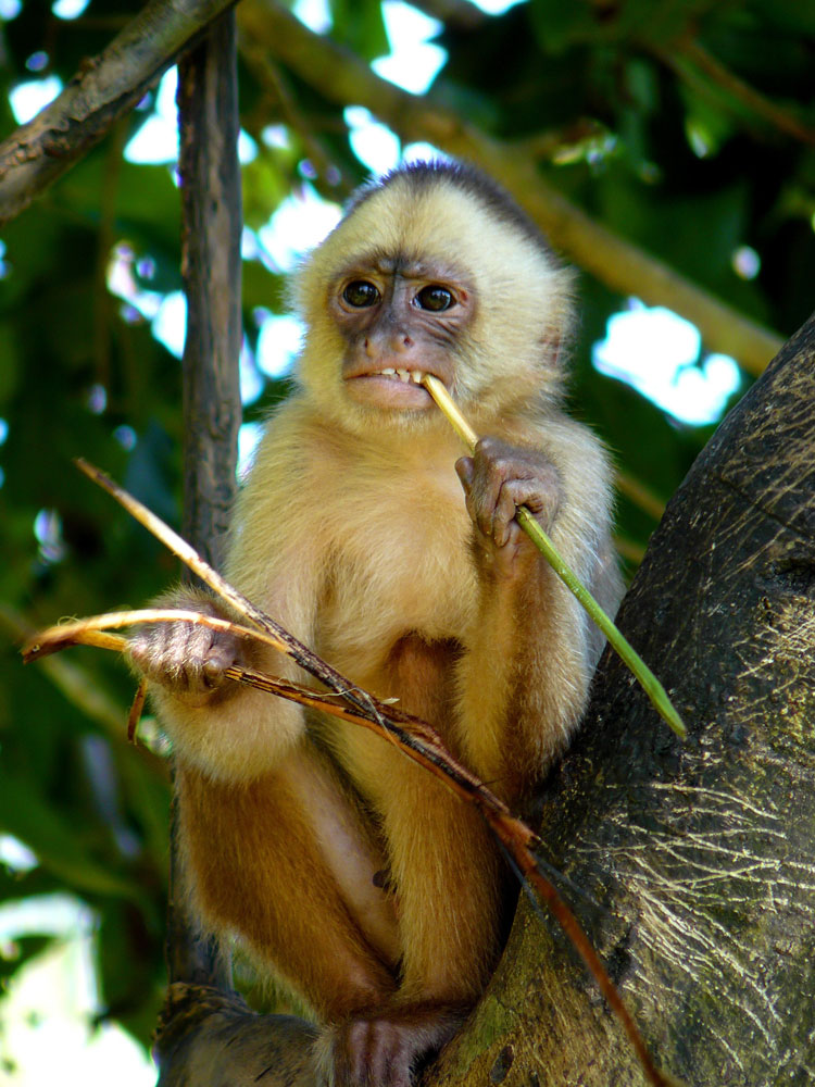Fauna - Mono Capuchino de frente blanca