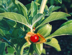 WITHANIA SOMNIFERA