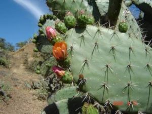 DesiertoLaCandelaria2