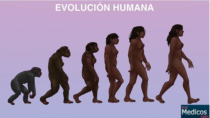 cuadro evolutivo